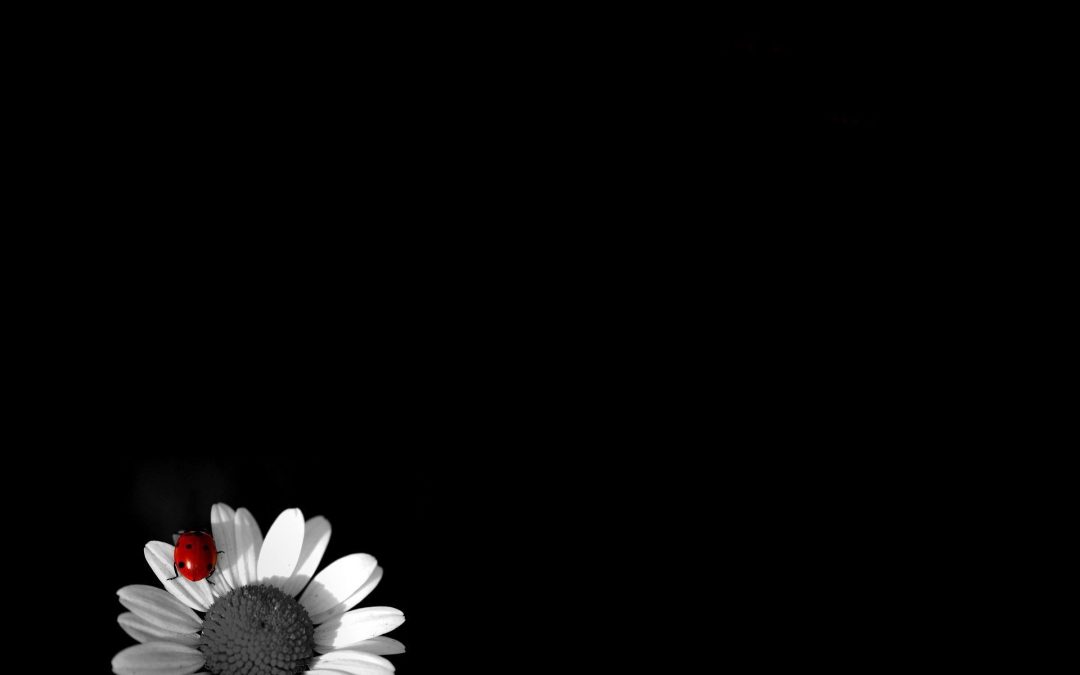 Black Flowers Wallpaper - Wallpaper Sun