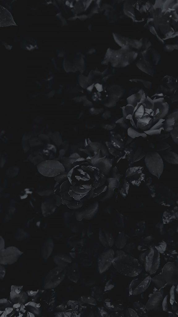 Black Flowers Wallpaper - Wallpaper Sun