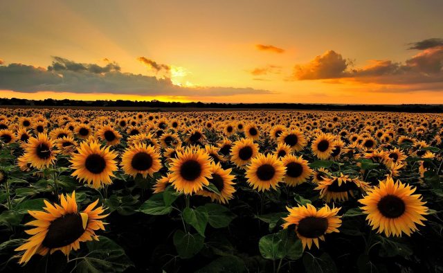 Sunflower background - Wallpaper Sun