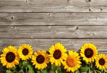 Sunflower background - Wallpaper Sun