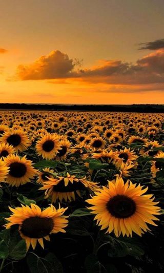 Sunflower Wallpaper - Wallpaper Sun