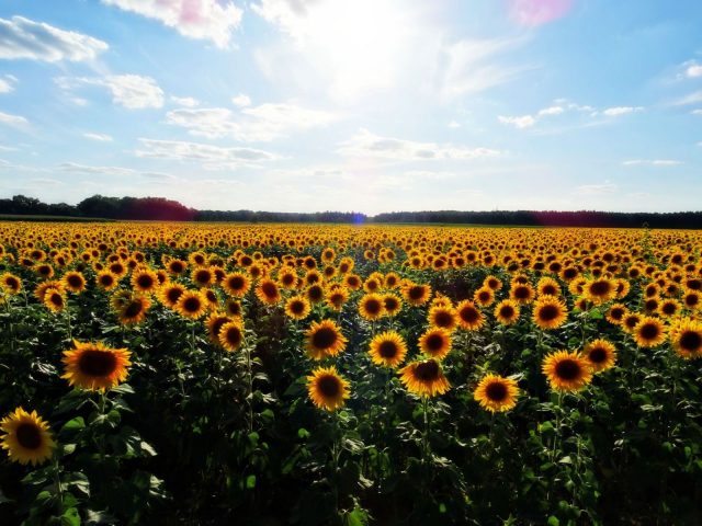 Sunflower background - Wallpaper Sun