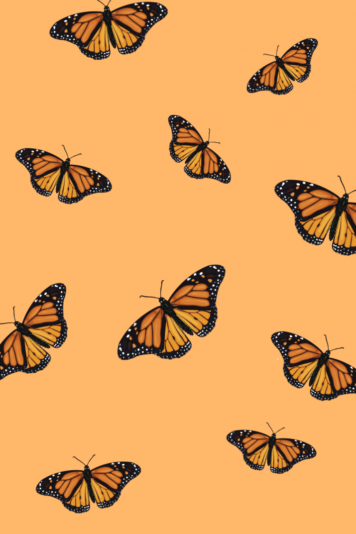 Butterfly Wallpaper - Wallpaper Sun