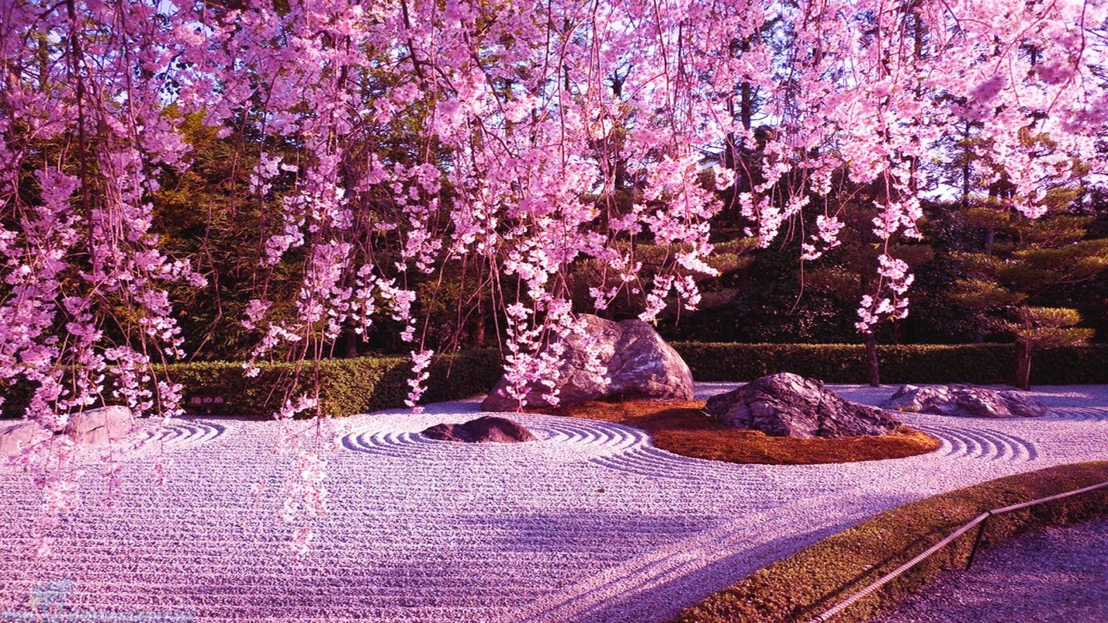 Cherry Blossom Wallpaper - Wallpaper Sun