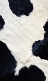 Cow Print Wallpaper 13