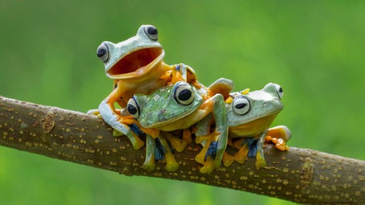 Cute Frog Wallpaper - Wallpaper Sun