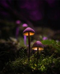 Mushroom Wallpaper 34