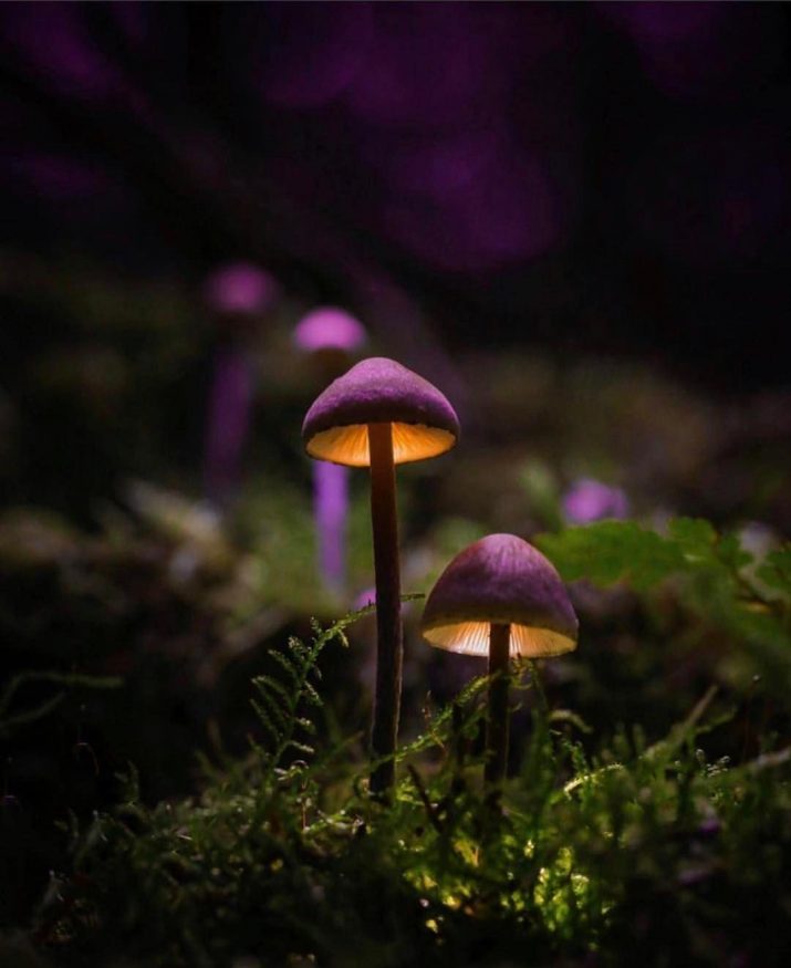 Mushroom Wallpaper 1