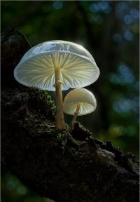 Mushroom Wallpaper 32