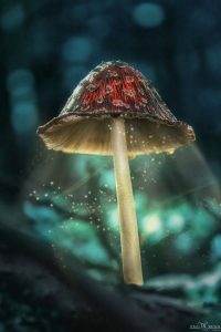 Mushroom Wallpaper 29