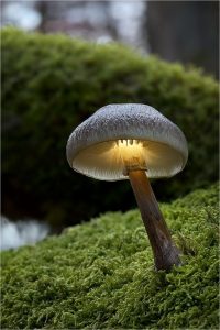 Mushroom Wallpaper 27