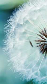 Dandelion Pretty Wallpaper 47