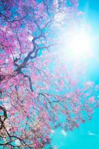 Spring Pretty Wallpaper 6