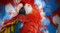 Laptop Parrot Wallpaper 33