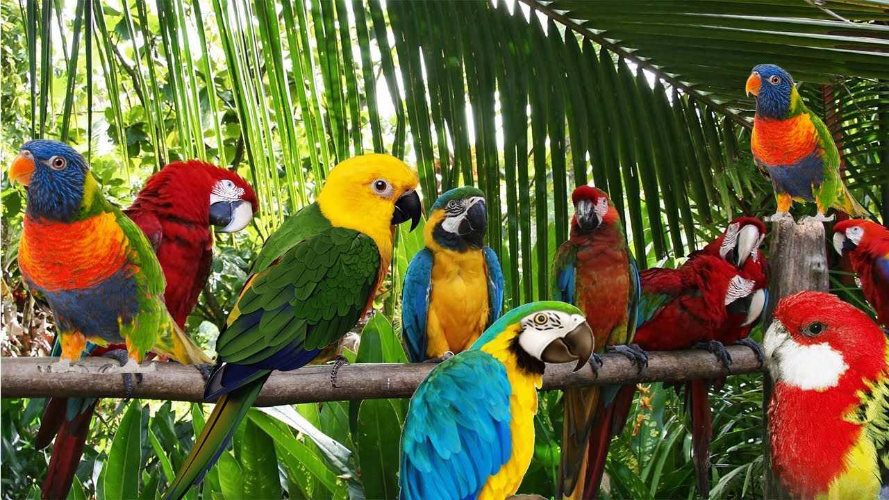Desktop Parrots Wallpaper - Wallpaper Sun