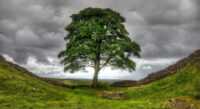 Sycamore Gap Tree Wallpaper 1