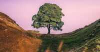 Sycamore Gap Tree Wallpaper 8