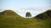 Sycamore Gap Tree Wallpaper 31