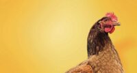 Chicken Wallpaper 11