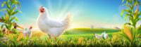 Chicken Wallpaper 9