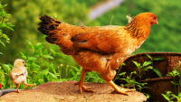 Chicken Wallpaper 6