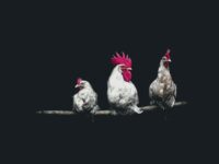 Chicken Wallpaper 3